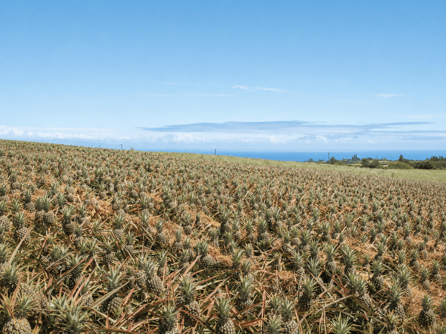 Maui Pineapple Tour